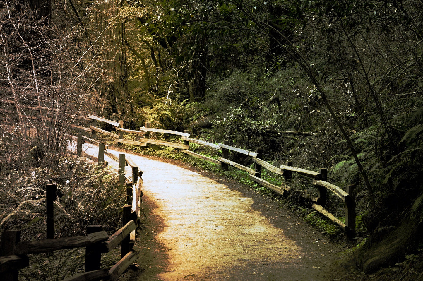 Redwoods Rush - San Francisco