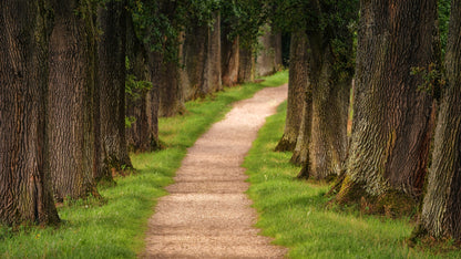 Redwoods Rush - San Francisco