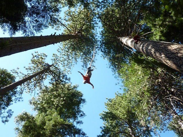 Redwoods Rush - San Francisco