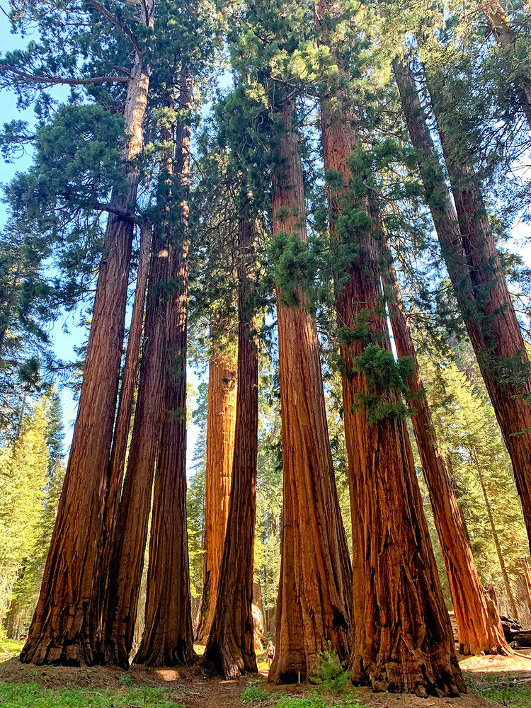 Redwoods Rush - San Francisco