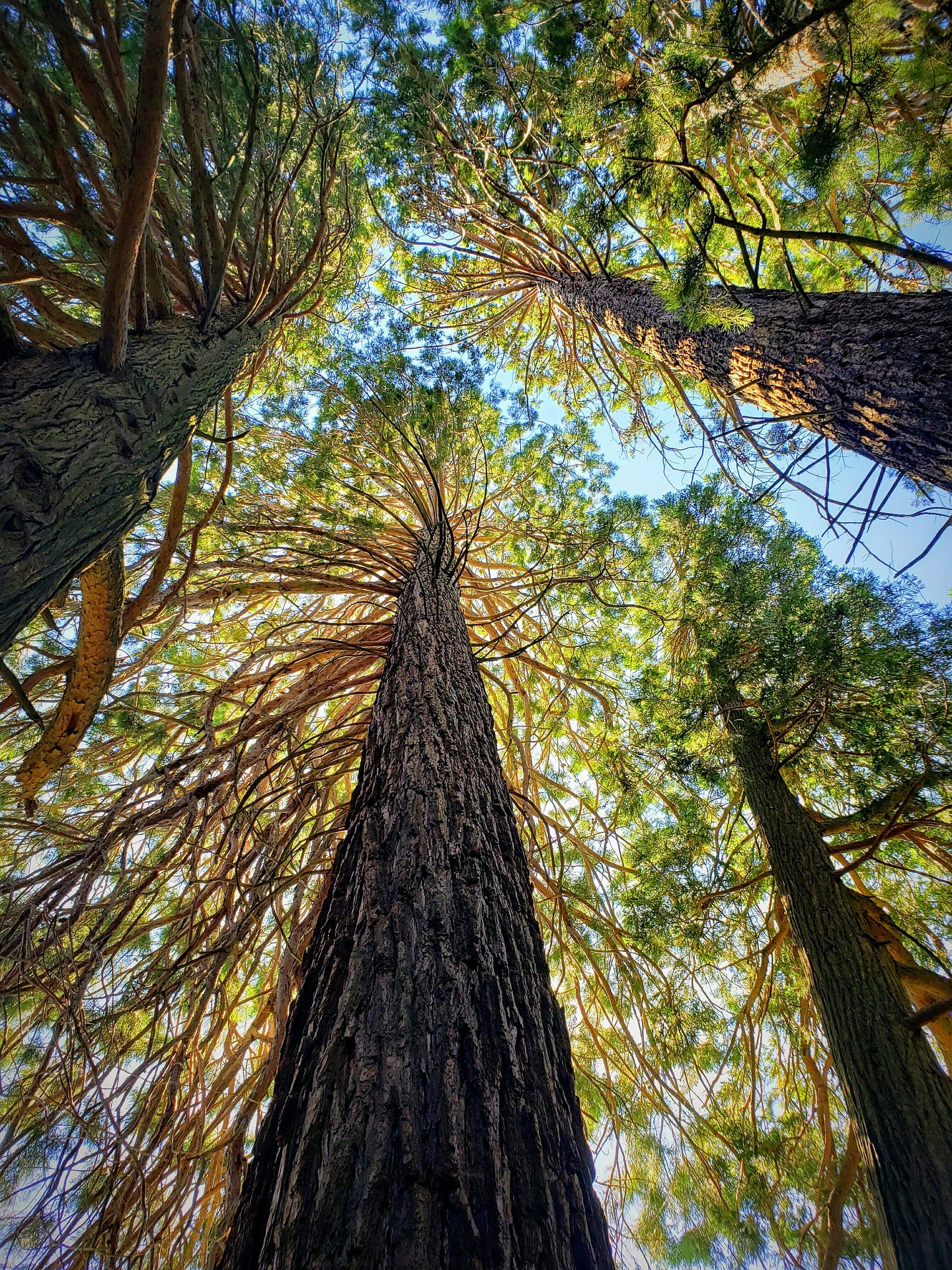 Redwoods Rush - San Francisco