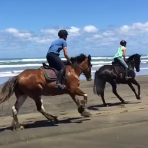 New Zealand - Muriwai Beach Horse Trek - ExistTravels